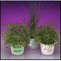 Mini Herb (assorted) Plants